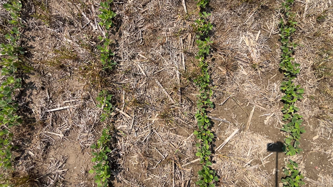 Close-up aerial view of young soybean plants growing in rows through crop residue, with patches of bare soil and a smartphone shadow visible in the lower right corner during a stand count assessment.